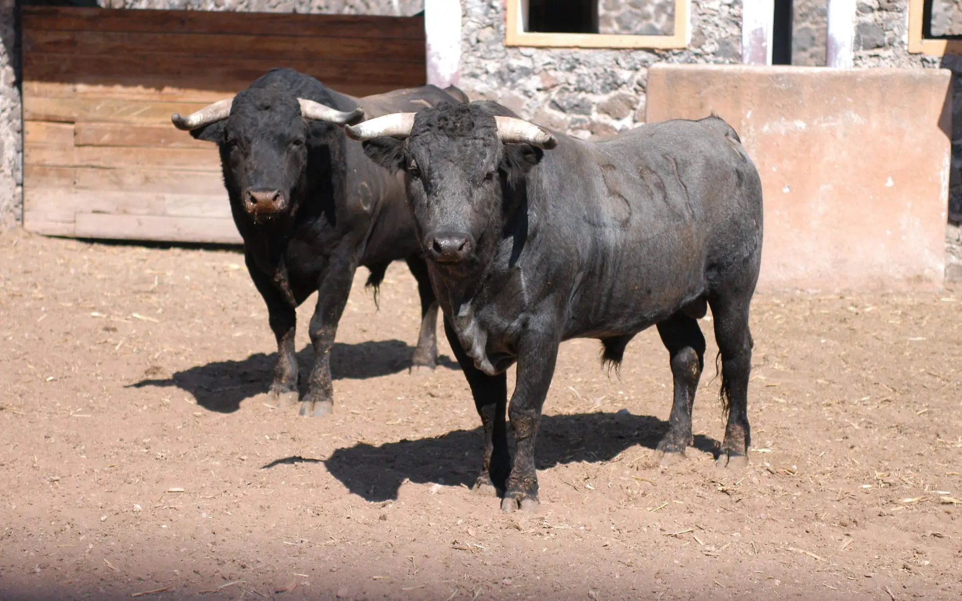 1A ARCHIVO DQ_TOROS DE LIDIA